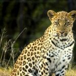 A leopard sits and glares at the camera.