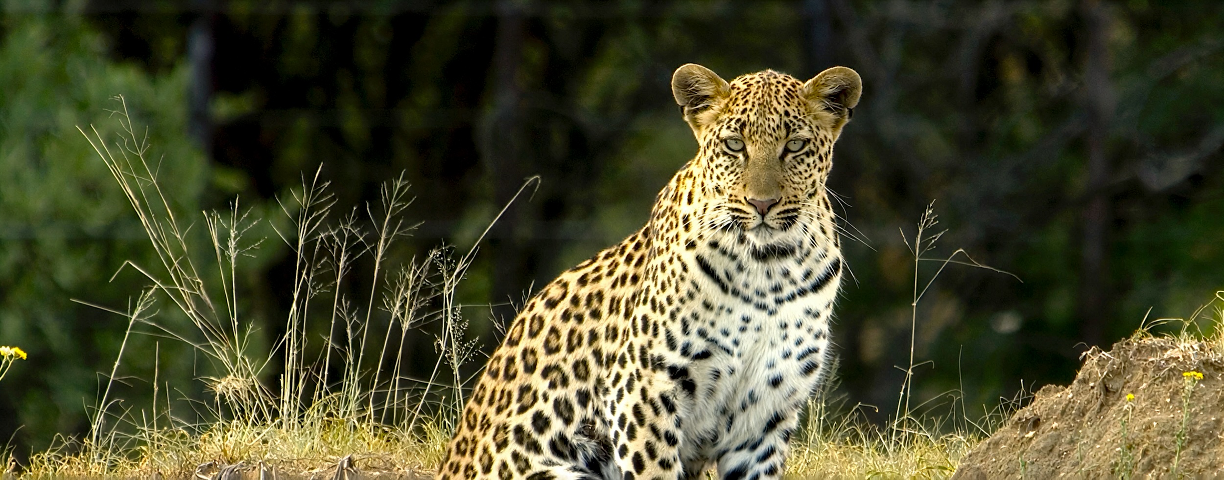 A leopard sits and glares at the camera.